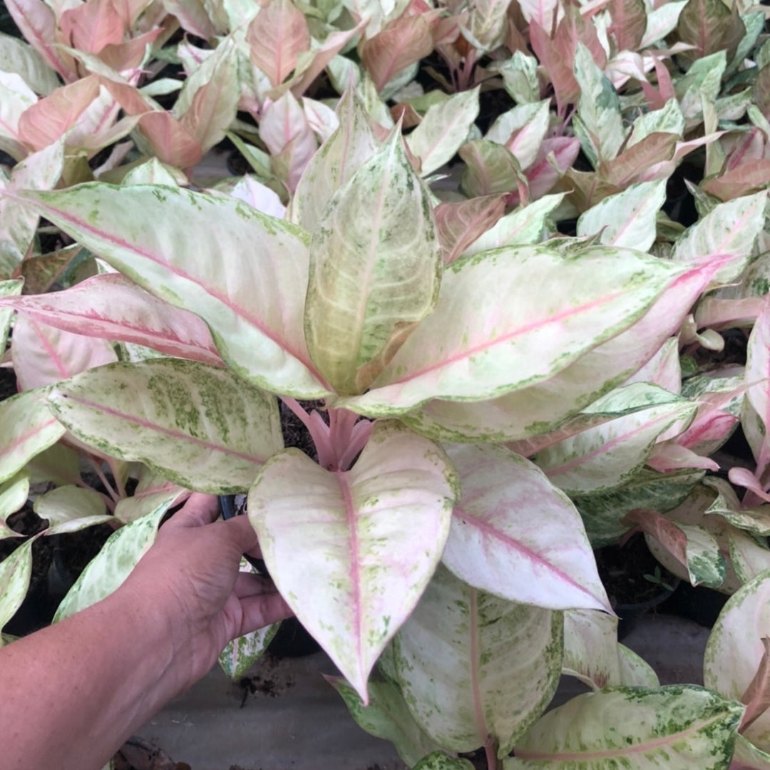 Aglaonema Frozen (PRE-ORDER) - JAN039