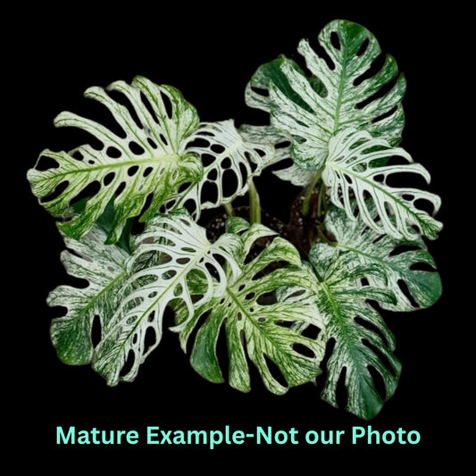 Monstera Devil Monster (9cm Pot)- Pre Order JU43
