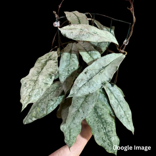 Hoya Mitrata Buntok Silver (Small) PRE-ORDER-JULY390