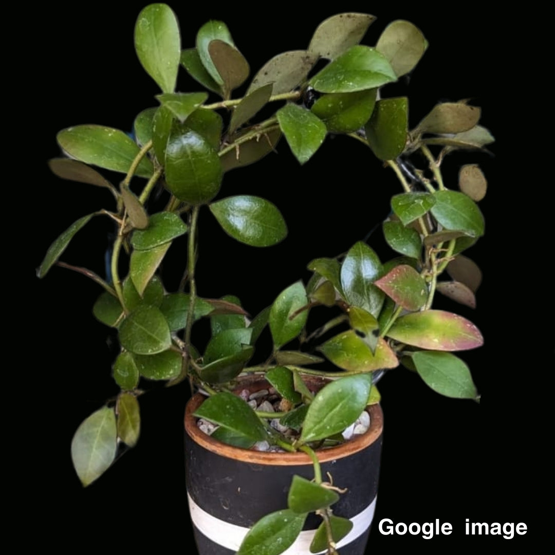 Hoya Sipitangensis Large (PRE-ORDER)-JULY393