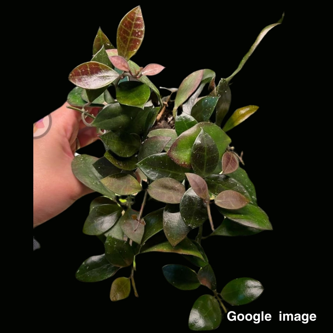 Hoya Sipitangensis Large (PRE-ORDER)-JULY393