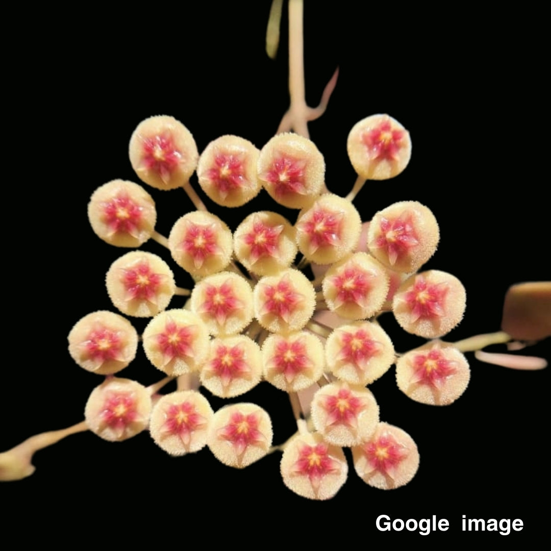 Hoya Sipitangensis Large (PRE-ORDER)-JULY393