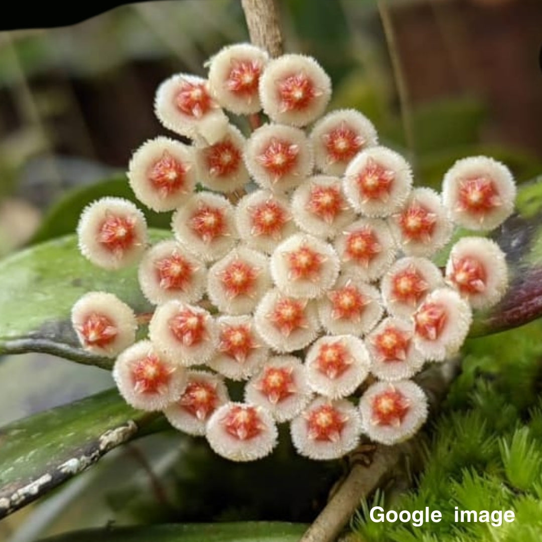 Hoya Sipitangensis Large (PRE-ORDER)-JULY393