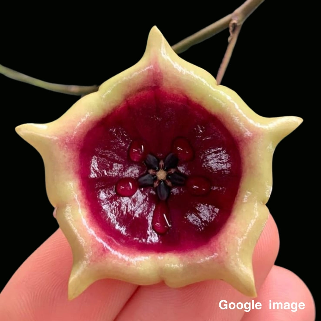 Hoya SLM 02(Wallichii Subsp.Tenebrosa) Large (PRE-ORDER)-JULY395