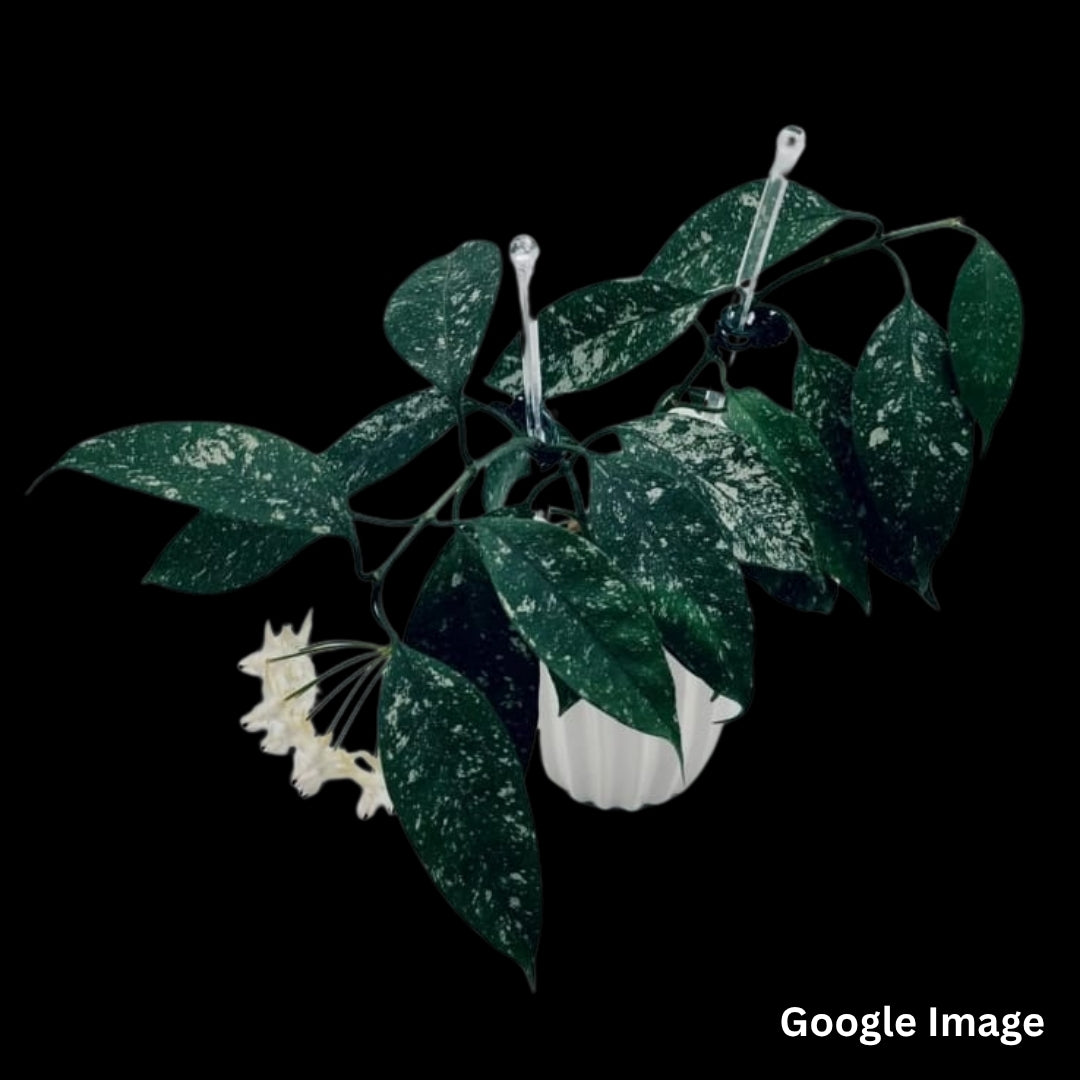 Hoya Multiflora Mini Splash (Medium) PRE-ORDER-JULY395
