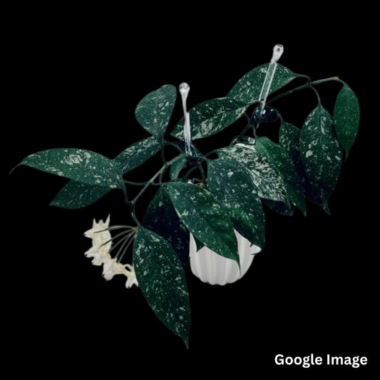 Hoya Multiflora Mini Splash (Medium) PRE-ORDER-JULY395
