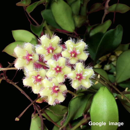 Hoya Soidaoensis (Khao Soi Dao) Medium (PRE-ORDER)-JULY397