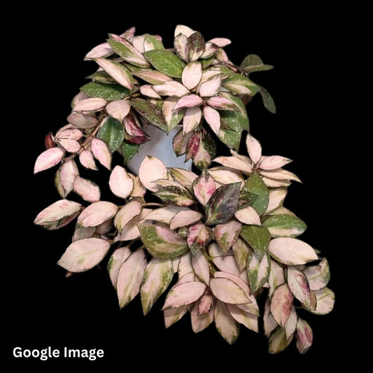 Hoya Nabawanensis Variegated (Small) PRE-ORDER-JULY399