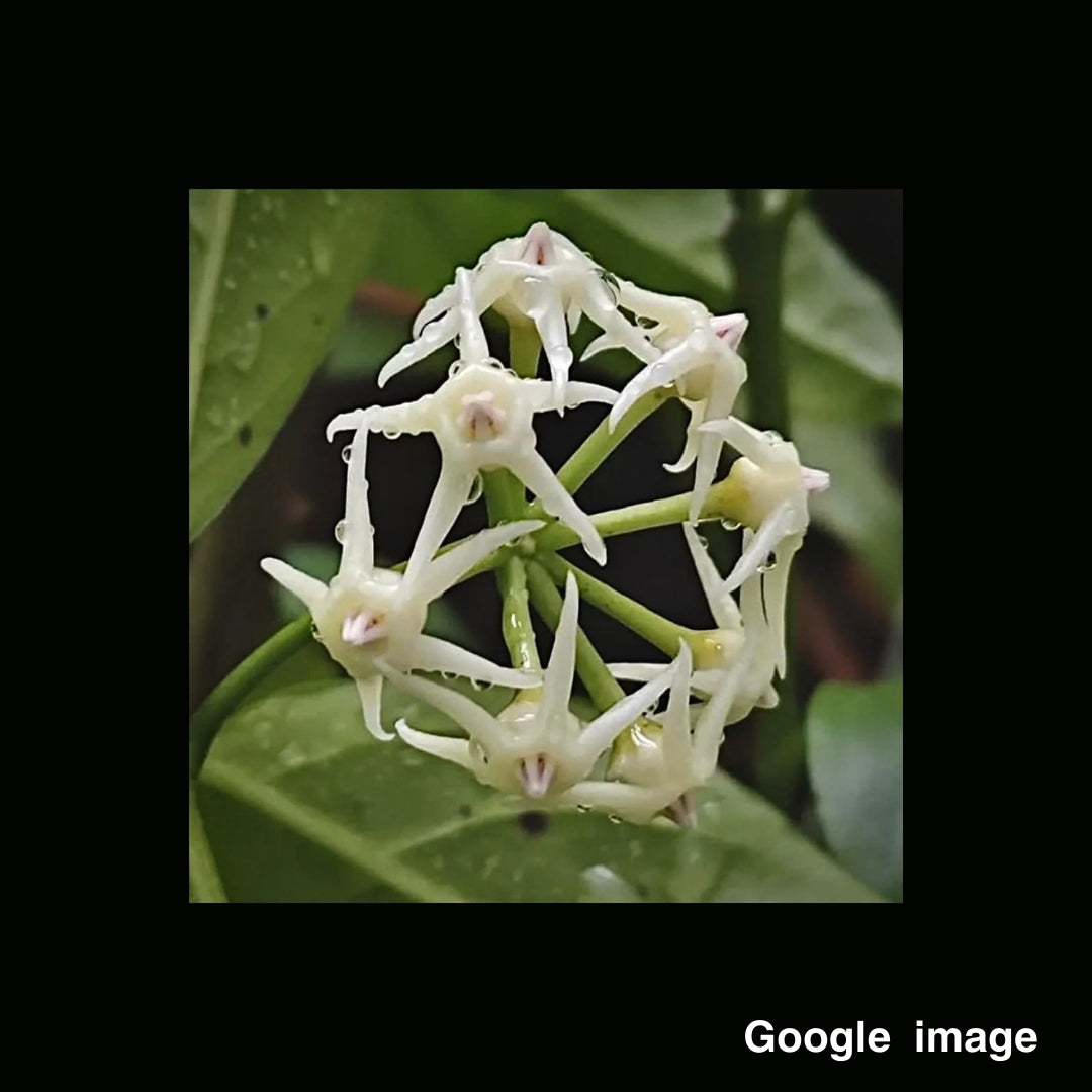 Hoya Solokensis Large (PRE-ORDER)-JULY399