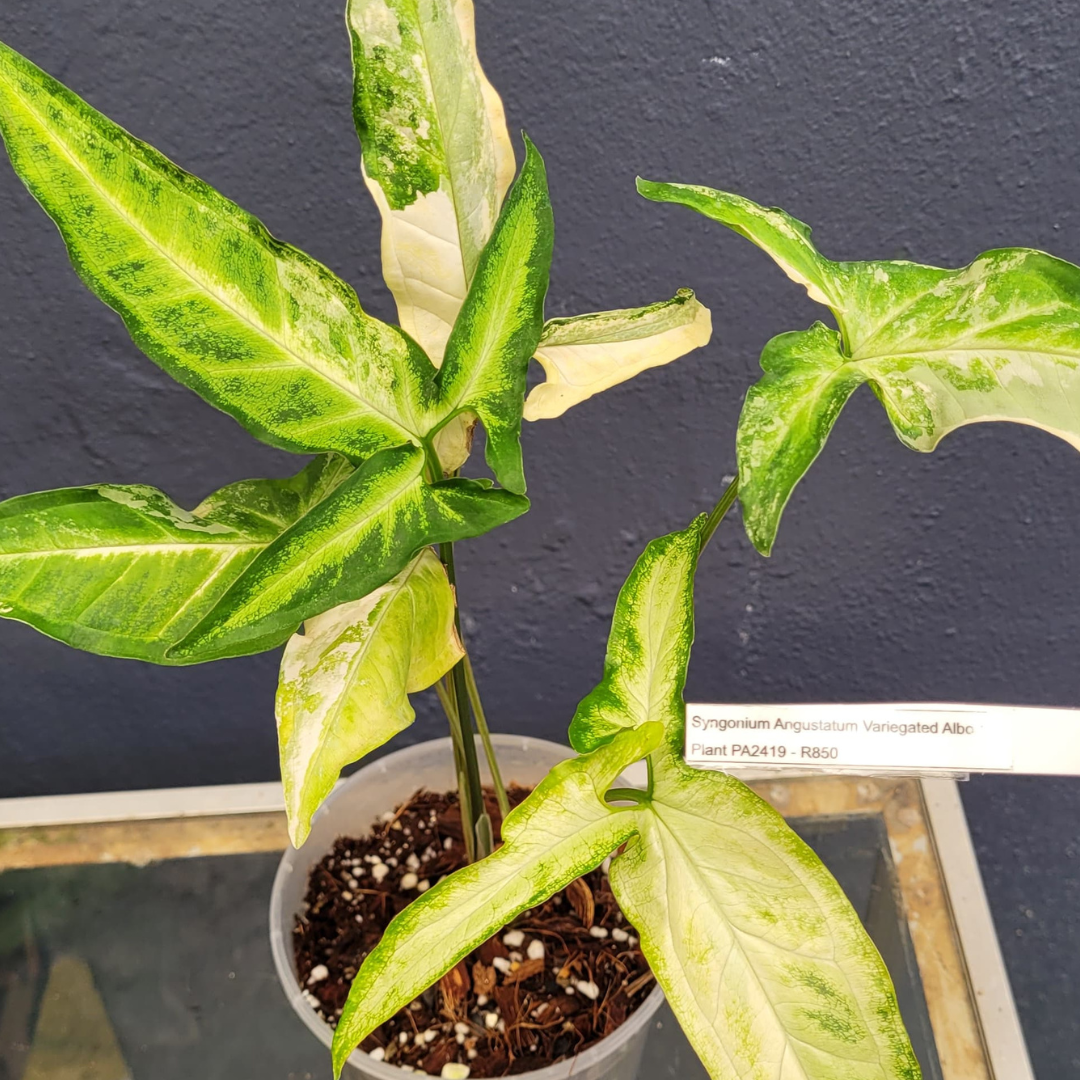 Syngonium Angustatum Variegated Albo - Plant PA2419