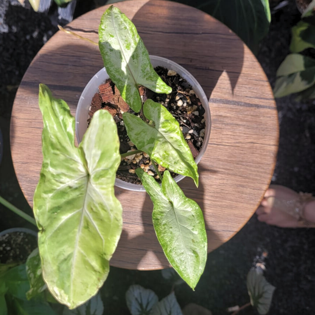 Syngonium Freckles