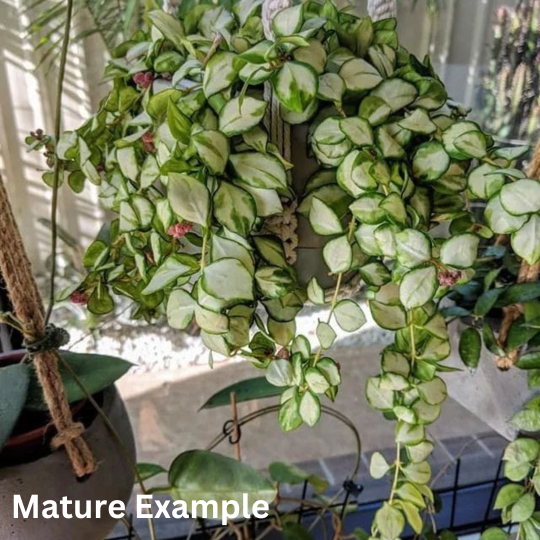 Hoya heuschkeliana variegated Large (PRE-ORDER)-JULY165