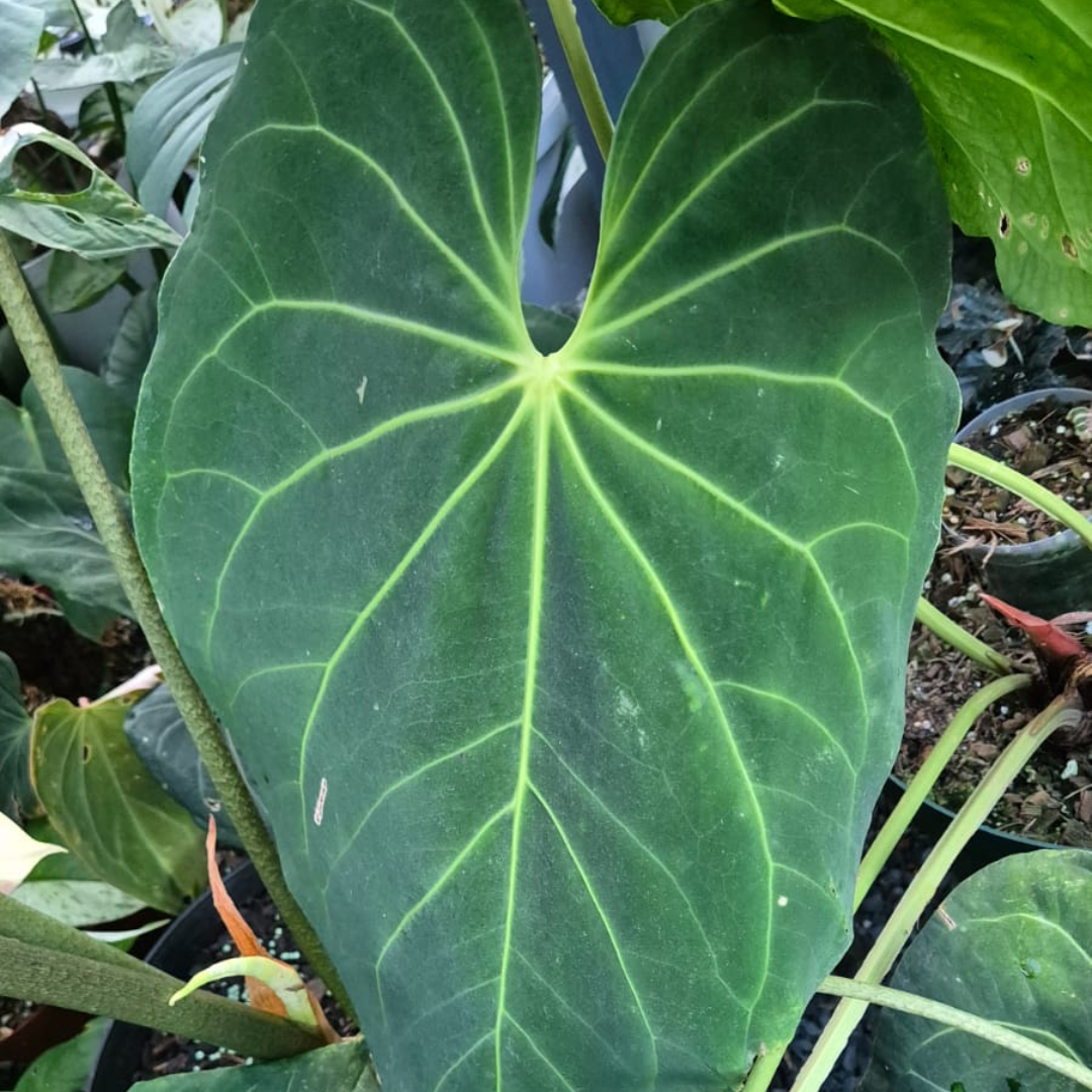 Anthurium Papillilaminum Hybrid - Seeds (3)