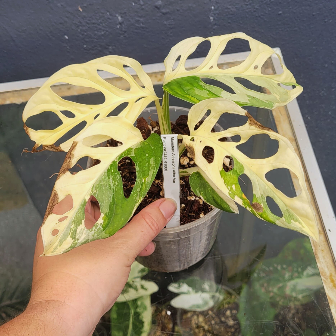 Monstera Adansonii Albo Variegated - Plant PA2442