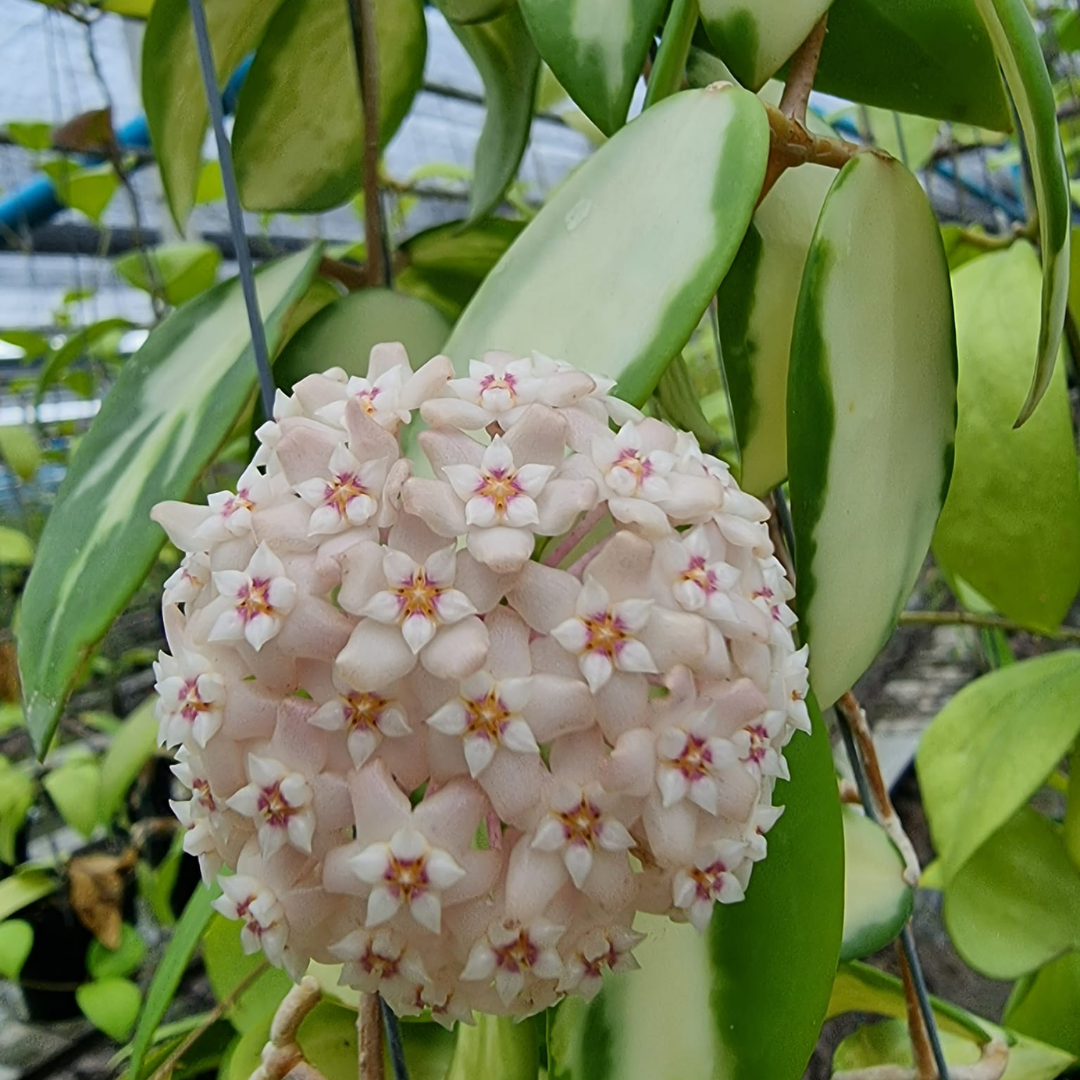 Hoya acuta variegated white Large (PRE-ORDER)-JULY09