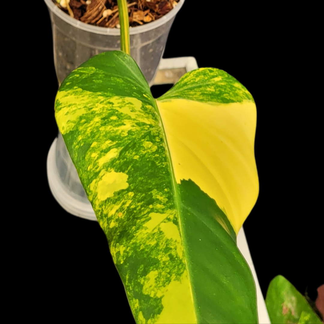 Philodendron Domesticum Variegated