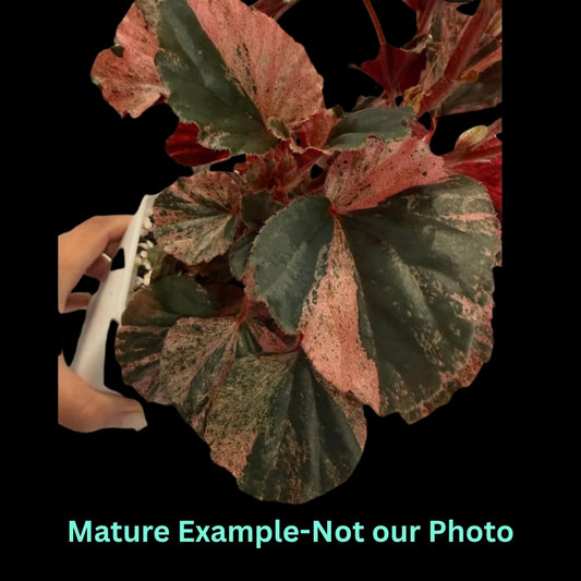Begonia Shell Pink Var - Pre Order JU3