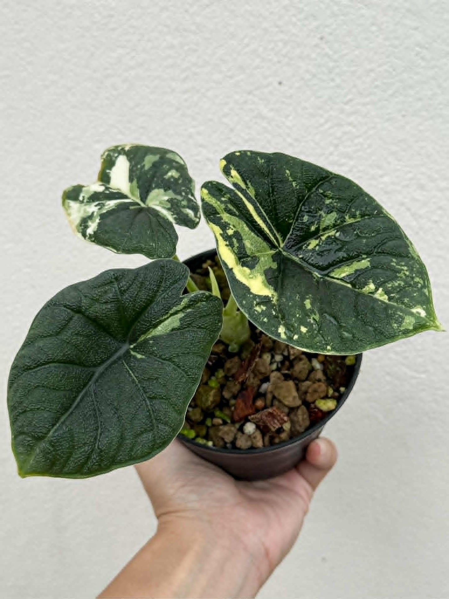 Alocasia Melo Albo - Pre Order