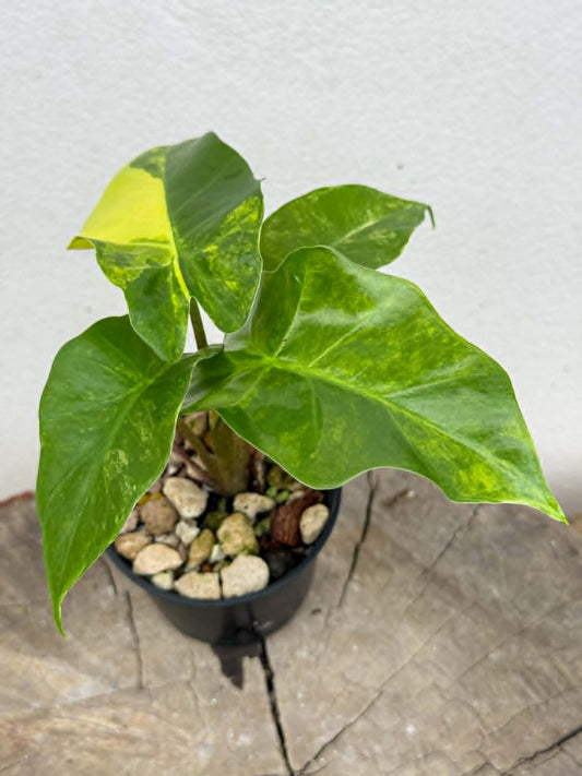 Alocasia Low Rider Aurea - Pre Order