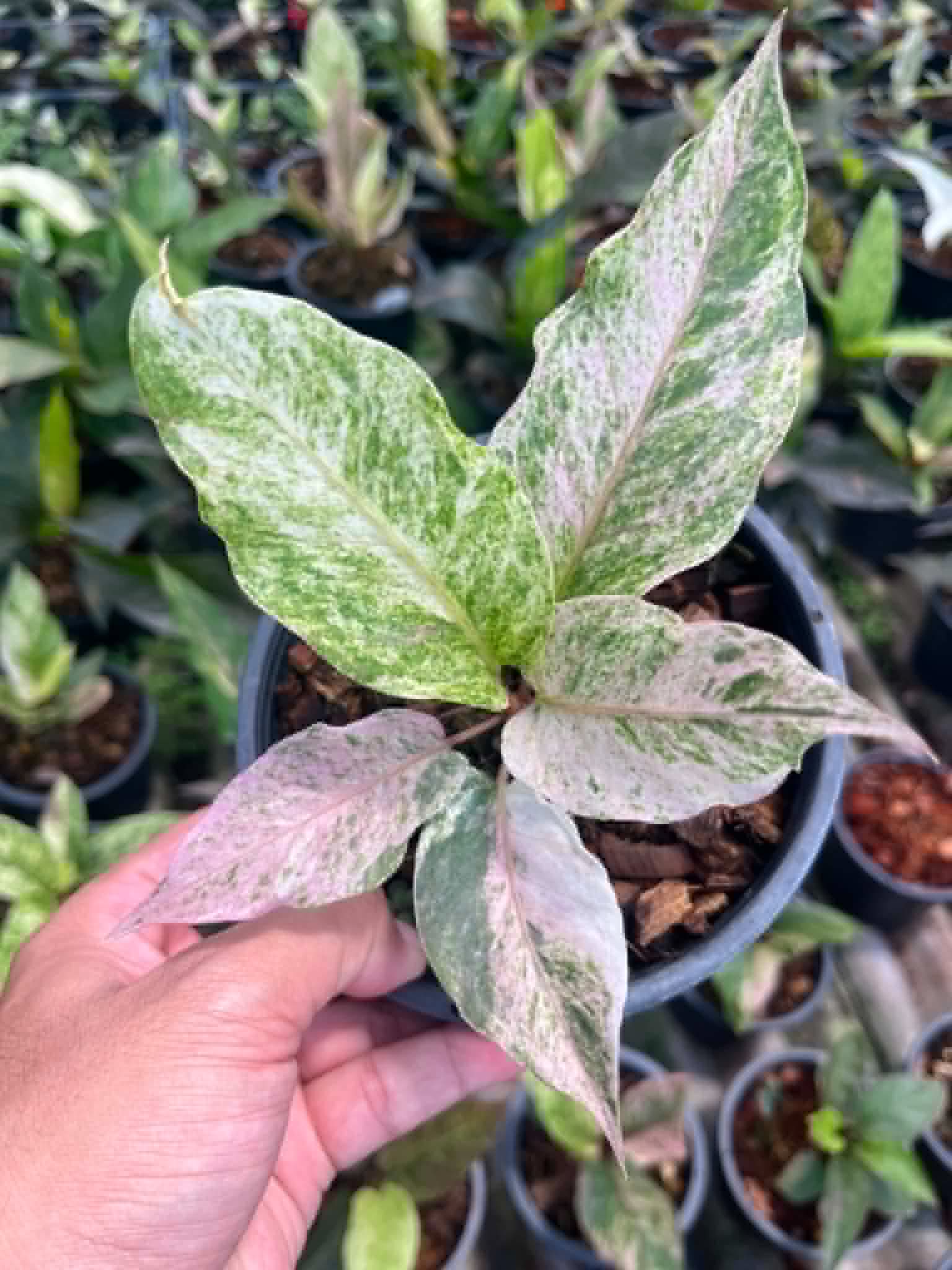 Anthuriums (Pre-Orders) – Fuzzy Roots