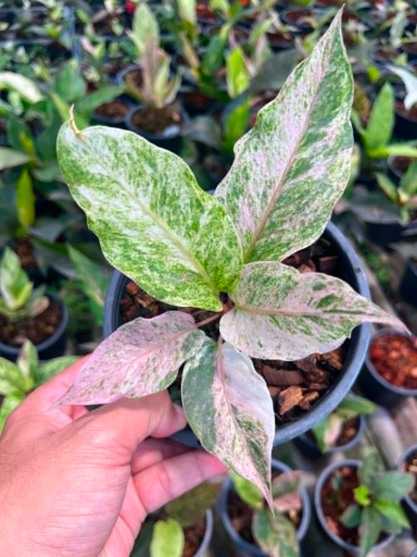 Anthurium 'Renaissance' Variegated - Pre Order