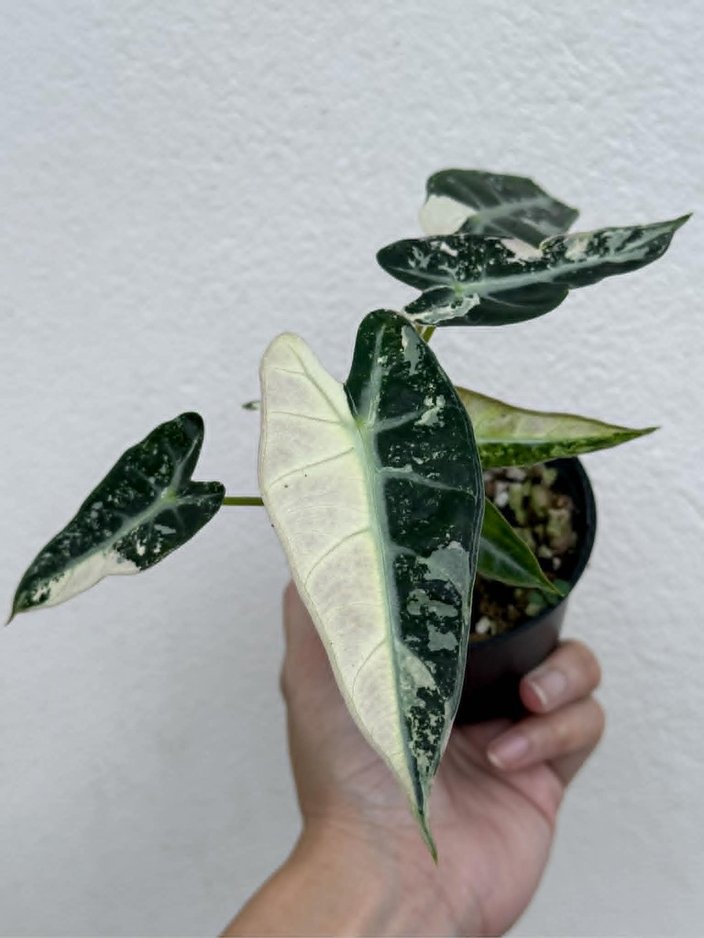 Alocasia Bambino Albo - Pre Order