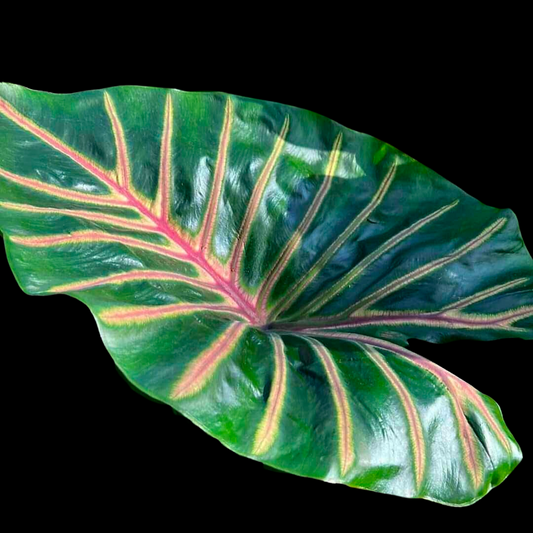 Colocasia Lava Lisa (PRE-ORDER)-COLO81