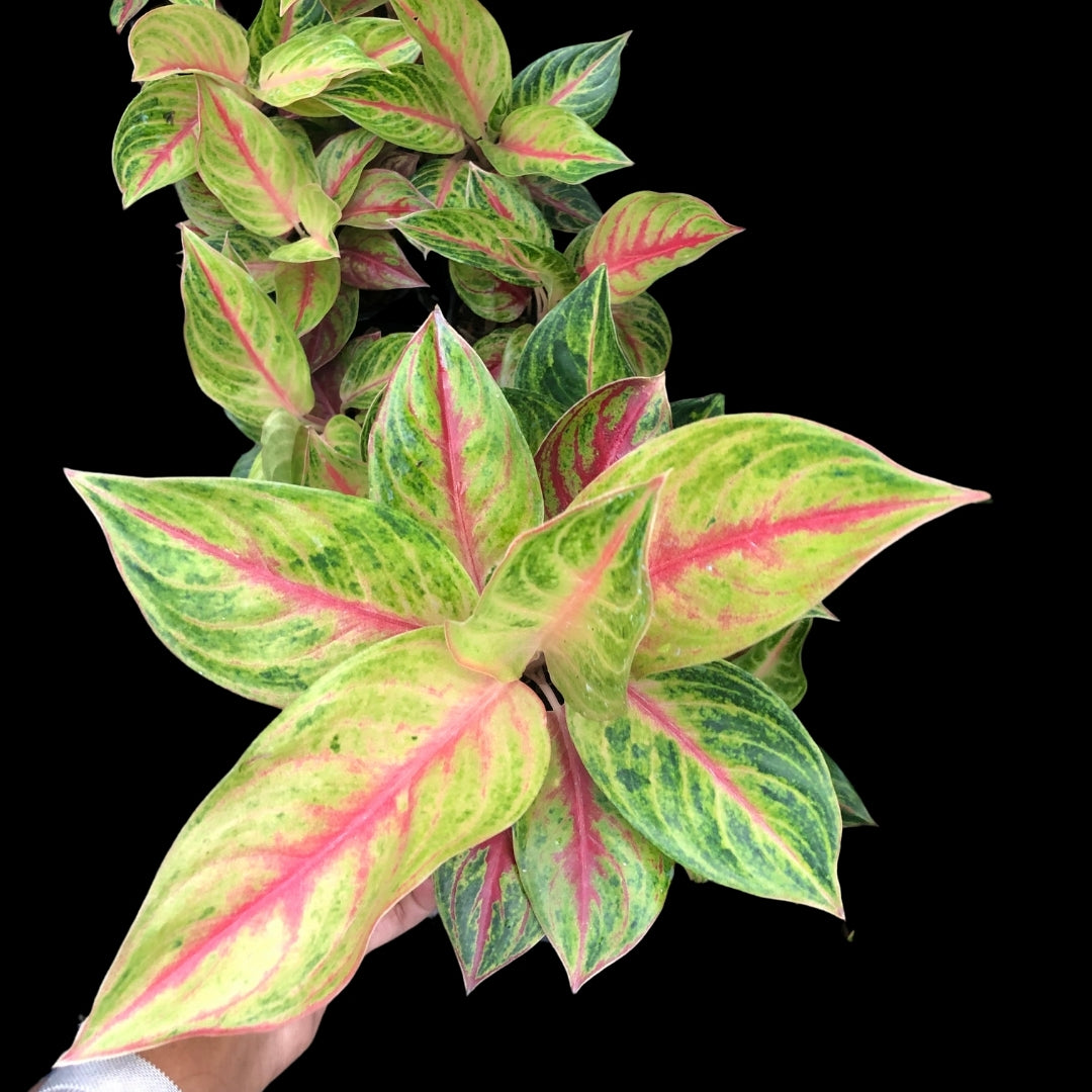 Aglaonema Full House (PRE-ORDER) - JAN040