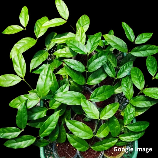 Hoya Narcisiiflora (Medium) PRE-ORDER-JULY400