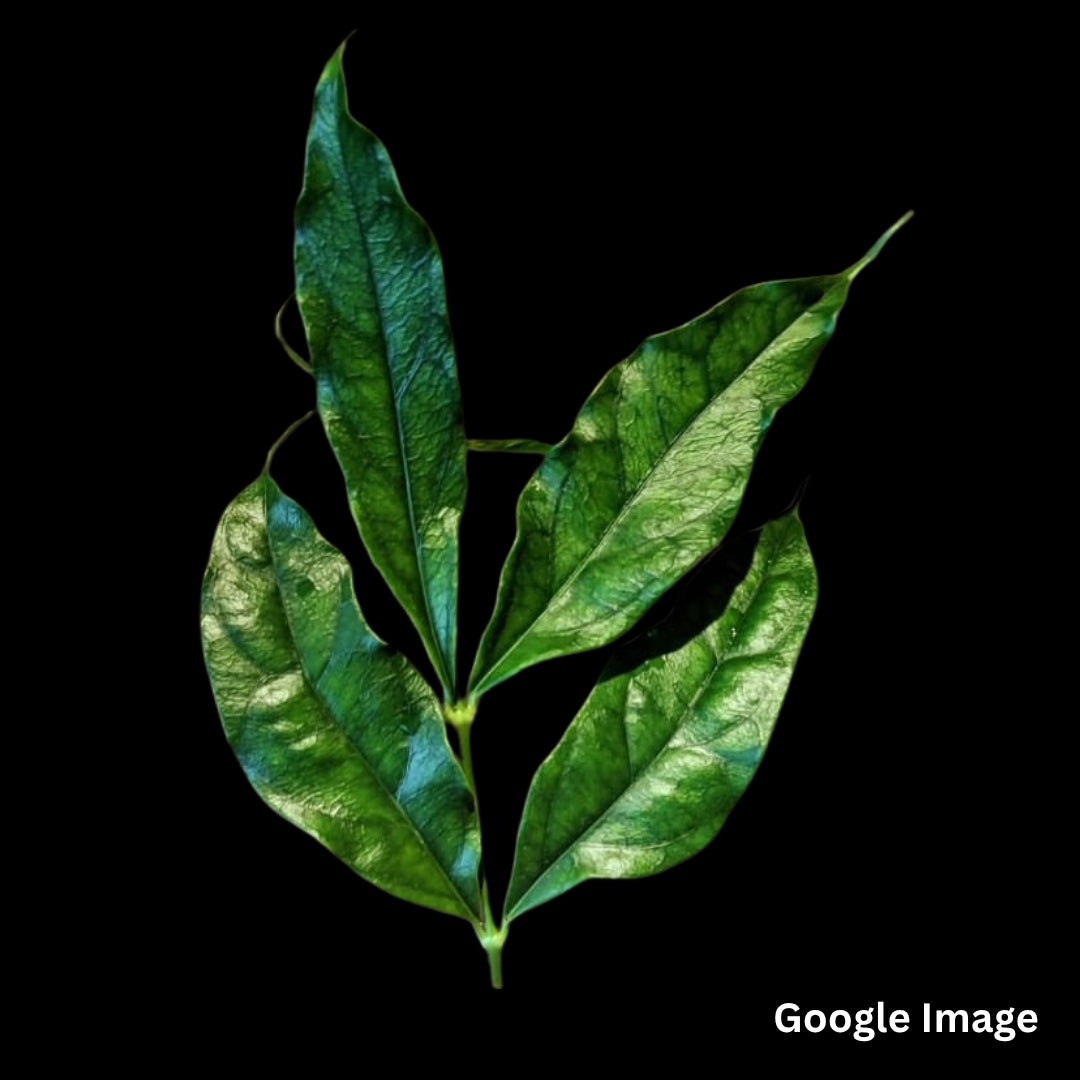Hoya Narcisiiflora (Medium) PRE-ORDER-JULY400