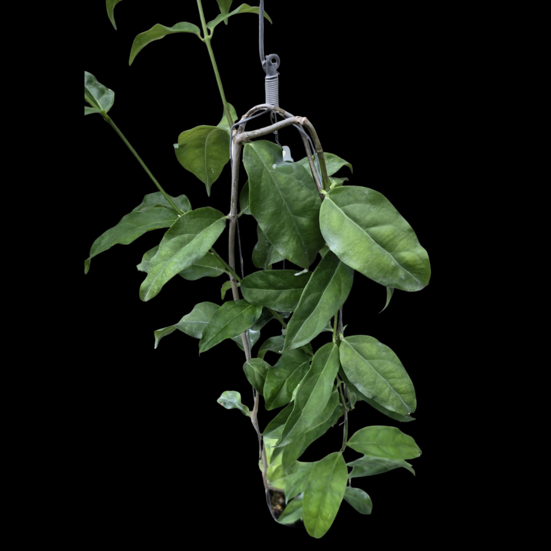 Hoya Narcisiiflora Clone2 (Large) PRE-ORDER-JULY401