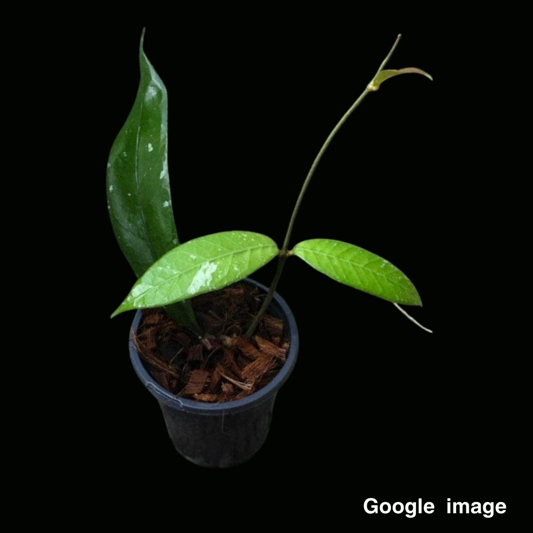 Hoya Sp.Aceh1 Small (PRE-ORDER)-JULY401