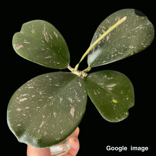 Hoya Sp. Chiang Dao Large (PRE-ORDER)-JULY408