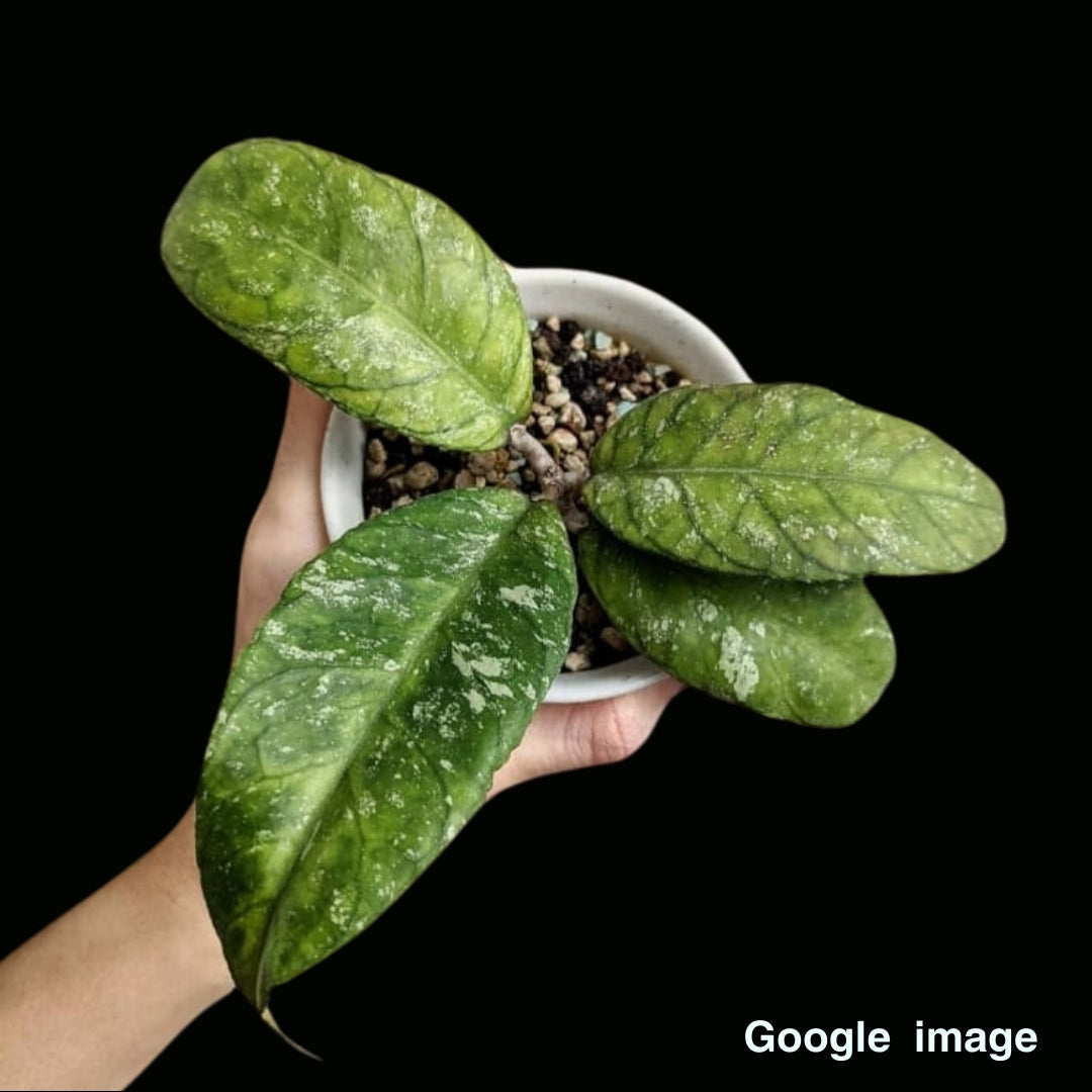 Hoya Sp. Chicken Farm Large (PRE-ORDER)-JULY409