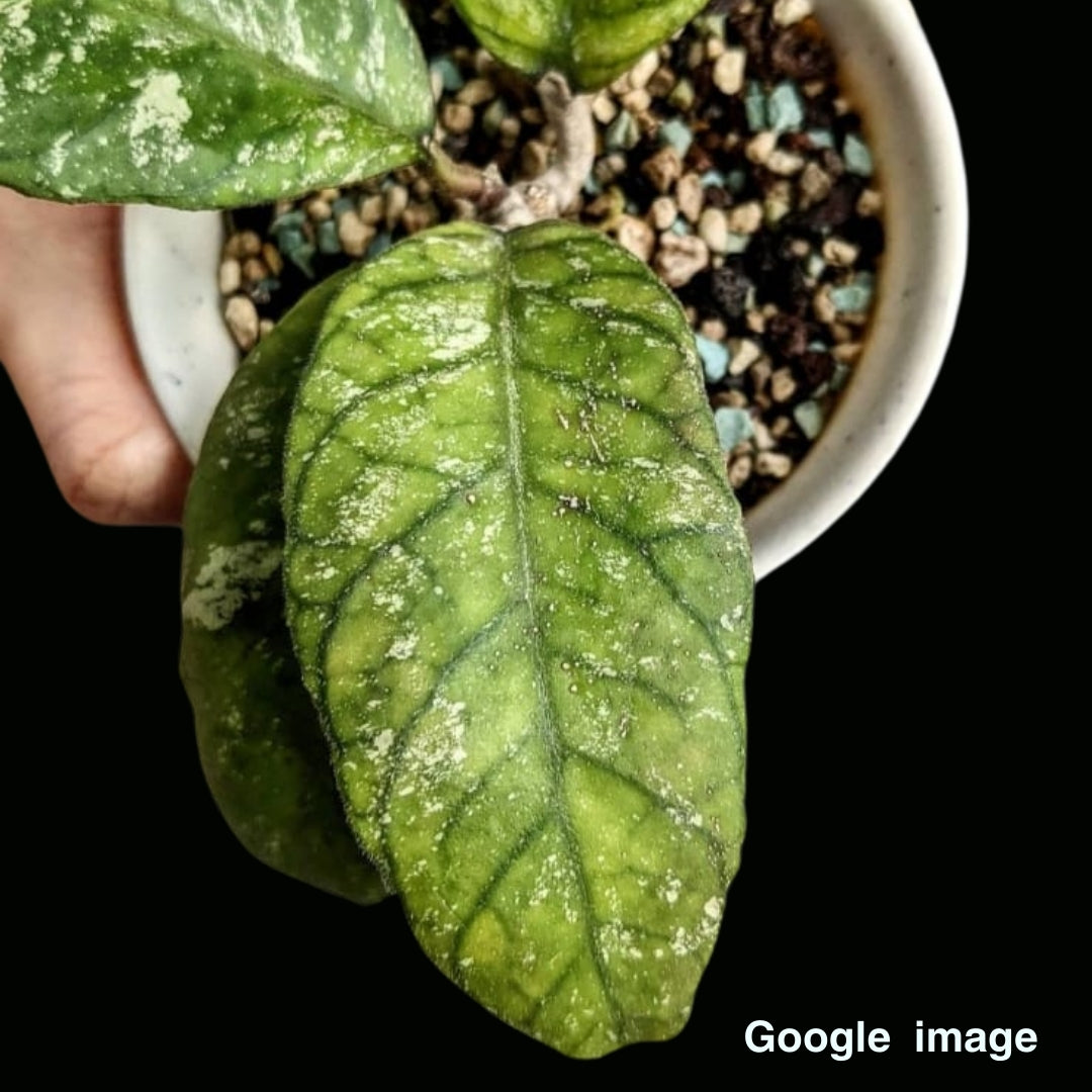 Hoya Sp. Chicken Farm Large (PRE-ORDER)-JULY409