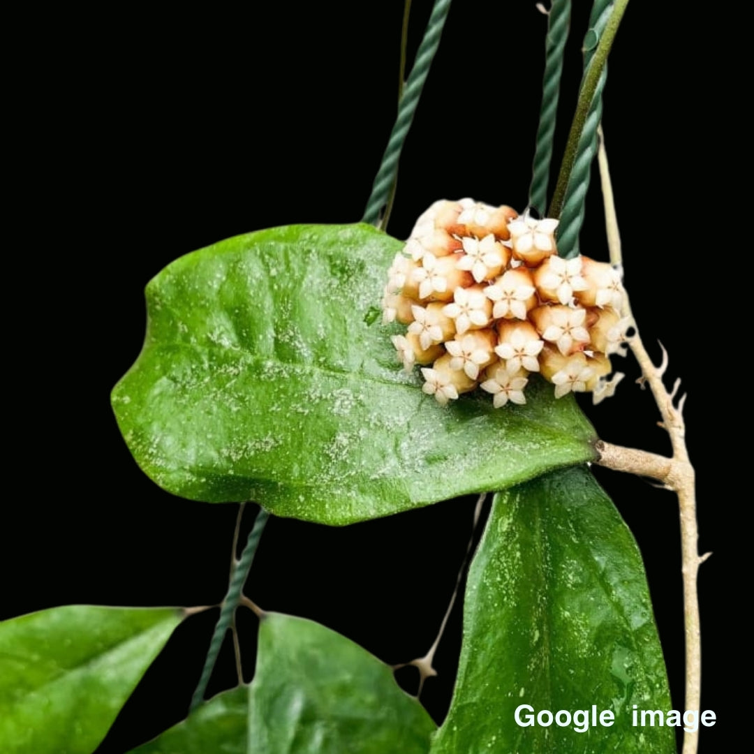 Hoya Sp. Chicken Farm Large (PRE-ORDER)-JULY409