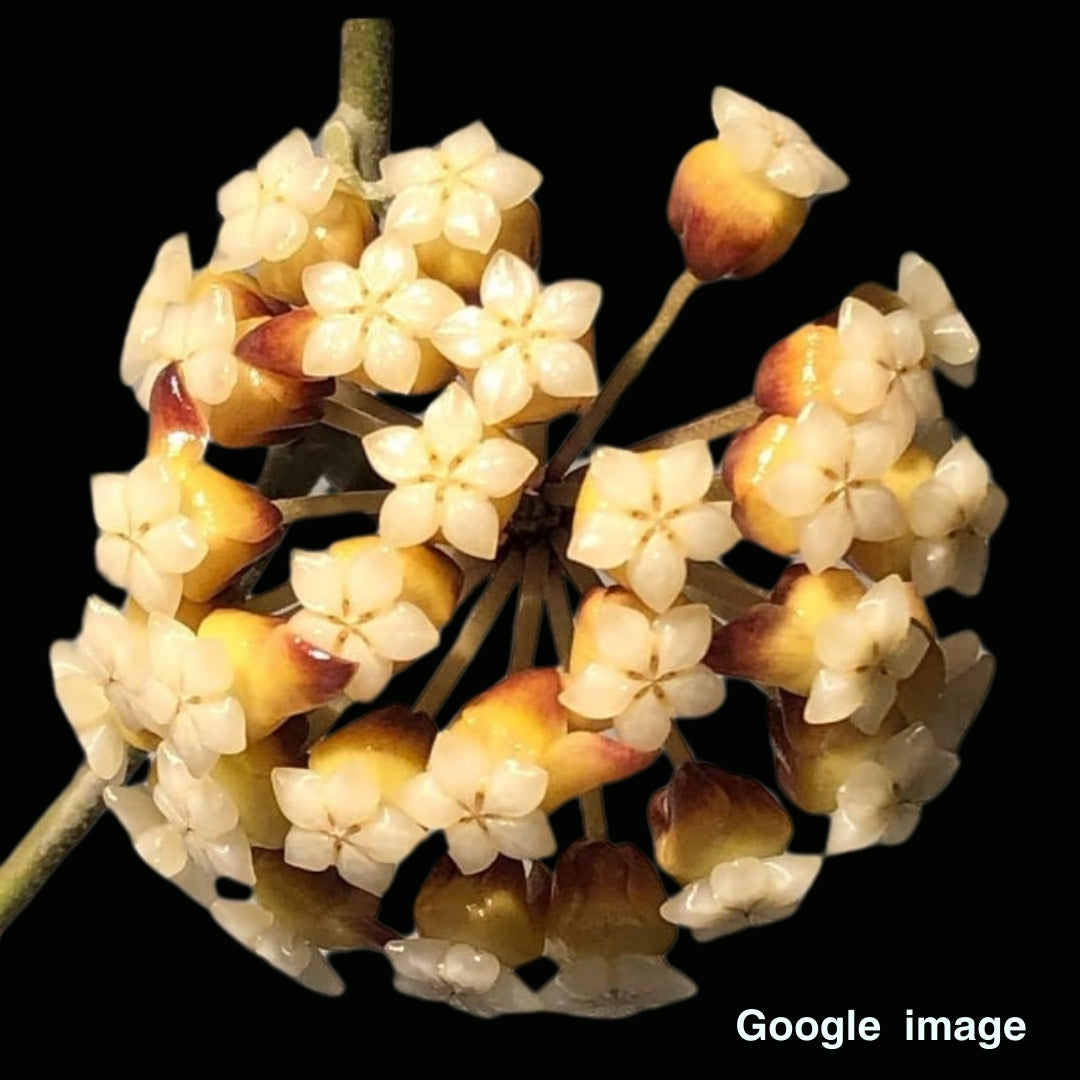 Hoya Sp. Chicken Farm Large (PRE-ORDER)-JULY409