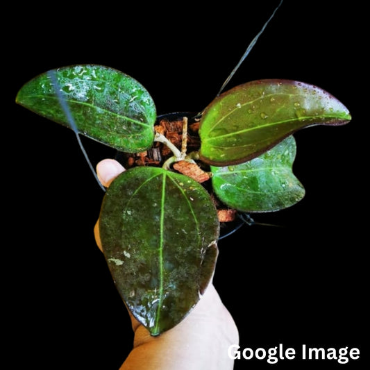 Hoya AH Mary Jane (Small) PRE-ORDER-JULY040