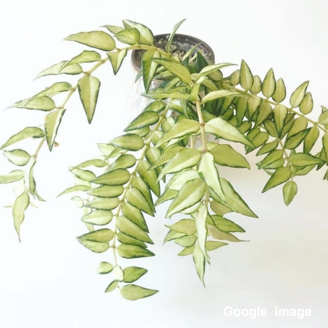 Hoya Bella Variegated (Small) PRE-ORDER-JULY065