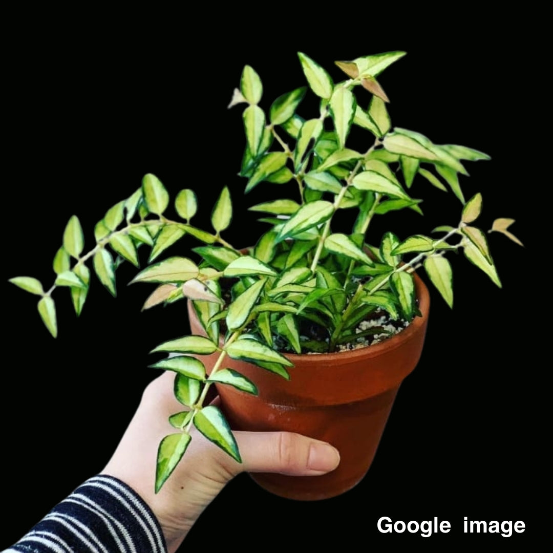 Hoya Bella Variegated (Small) PRE-ORDER-JULY065