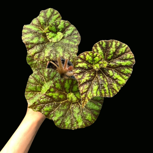 Begonia Curly lion (PRE-ORDER)-JUL041