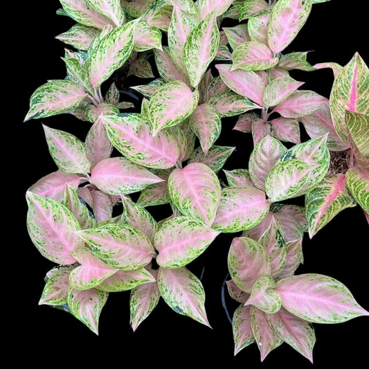 Aglaonema Gadiz (PRE-ORDER) - JAN041