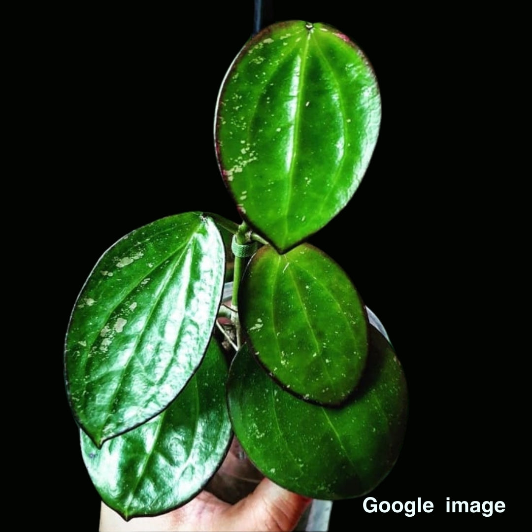 Hoya Sp. Da lat Large (PRE-ORDER)-JULY411