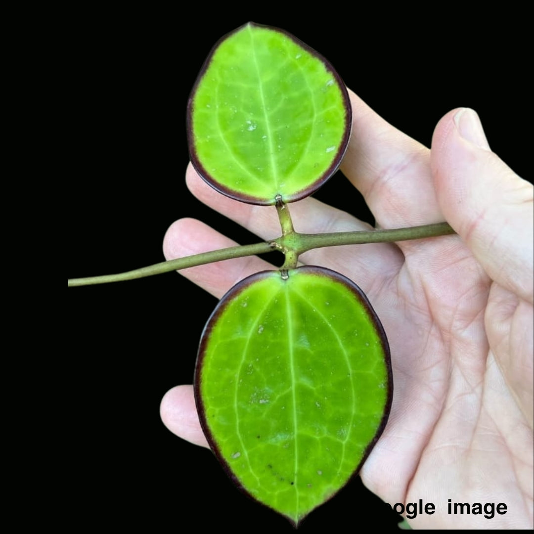 Hoya Sp. Da lat Large (PRE-ORDER)-JULY411