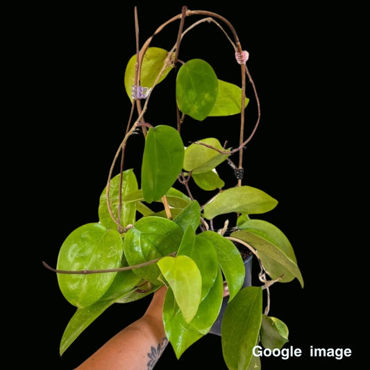 Hoya Sp.Doitung Large (PRE-ORDER)-JULY412