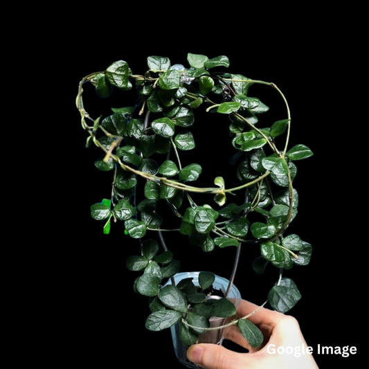 Hoya Obcordata (Medium) PRE-ORDER-JULY415
