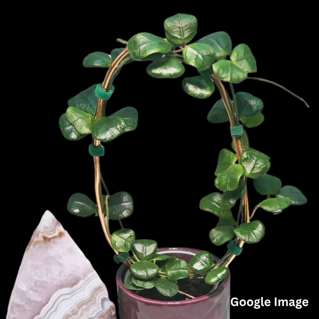 Hoya Obcordata (Medium) PRE-ORDER-JULY415