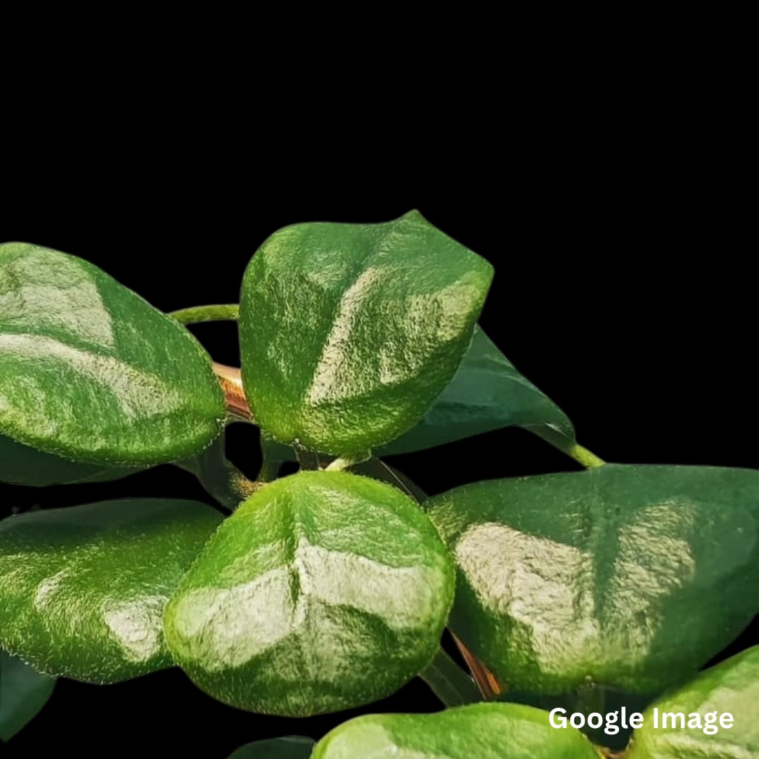 Hoya Obcordata (Medium) PRE-ORDER-JULY415