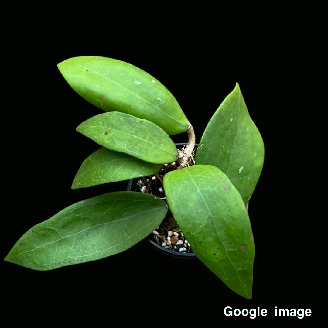 Hoya Sp.GPS 10077 Large (PRE-ORDER)-JULY417