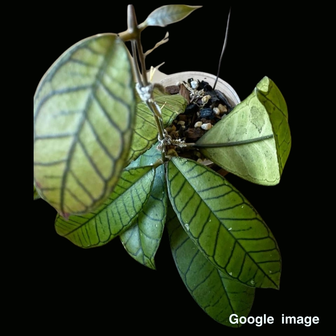 Hoya Sp.Gunung Gading Large (PRE-ORDER)-JULY419